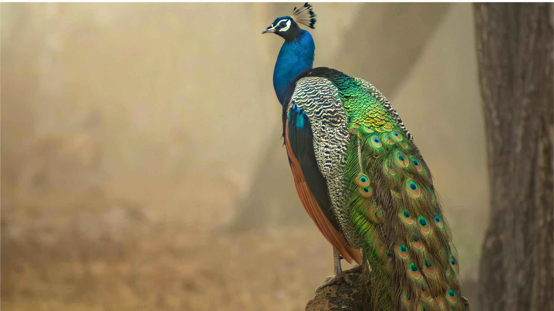 Before and After Lens Blur