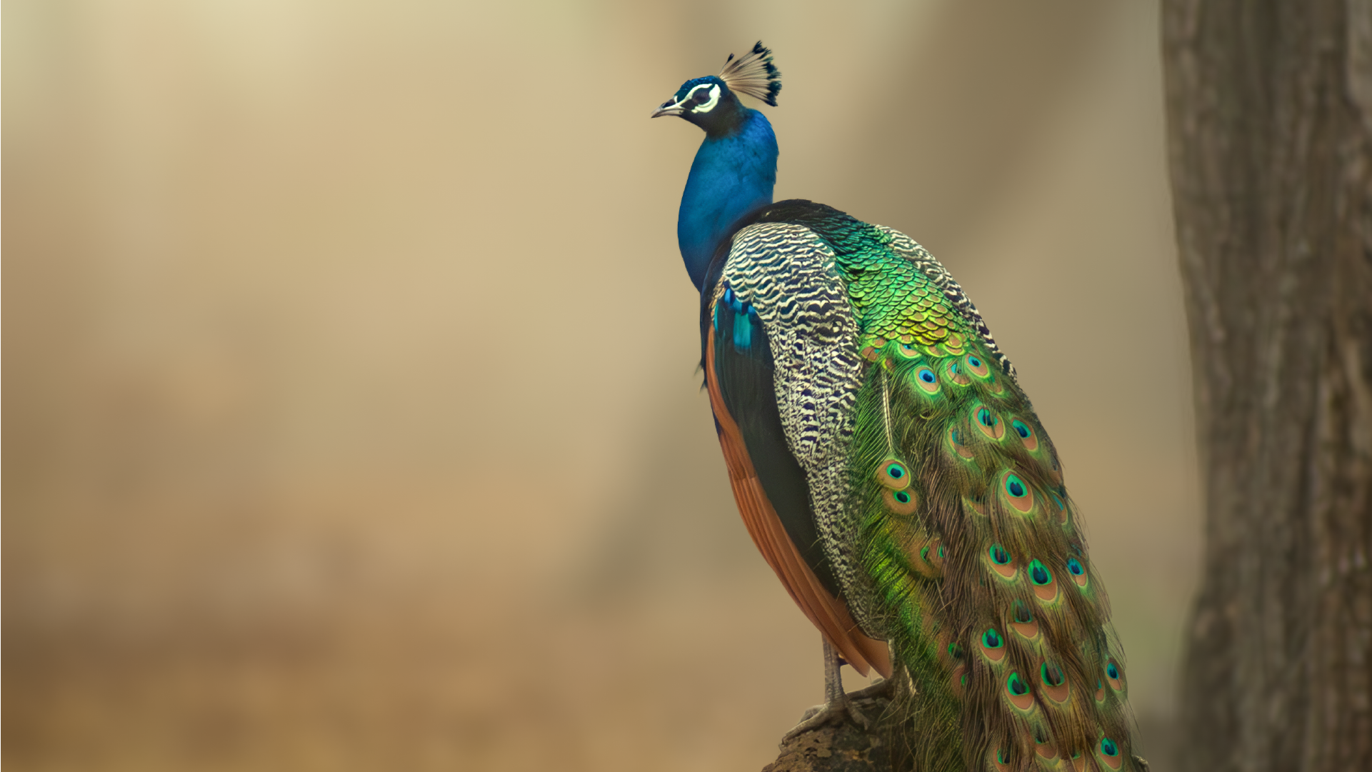 An image of peacock after applying Lens Blur