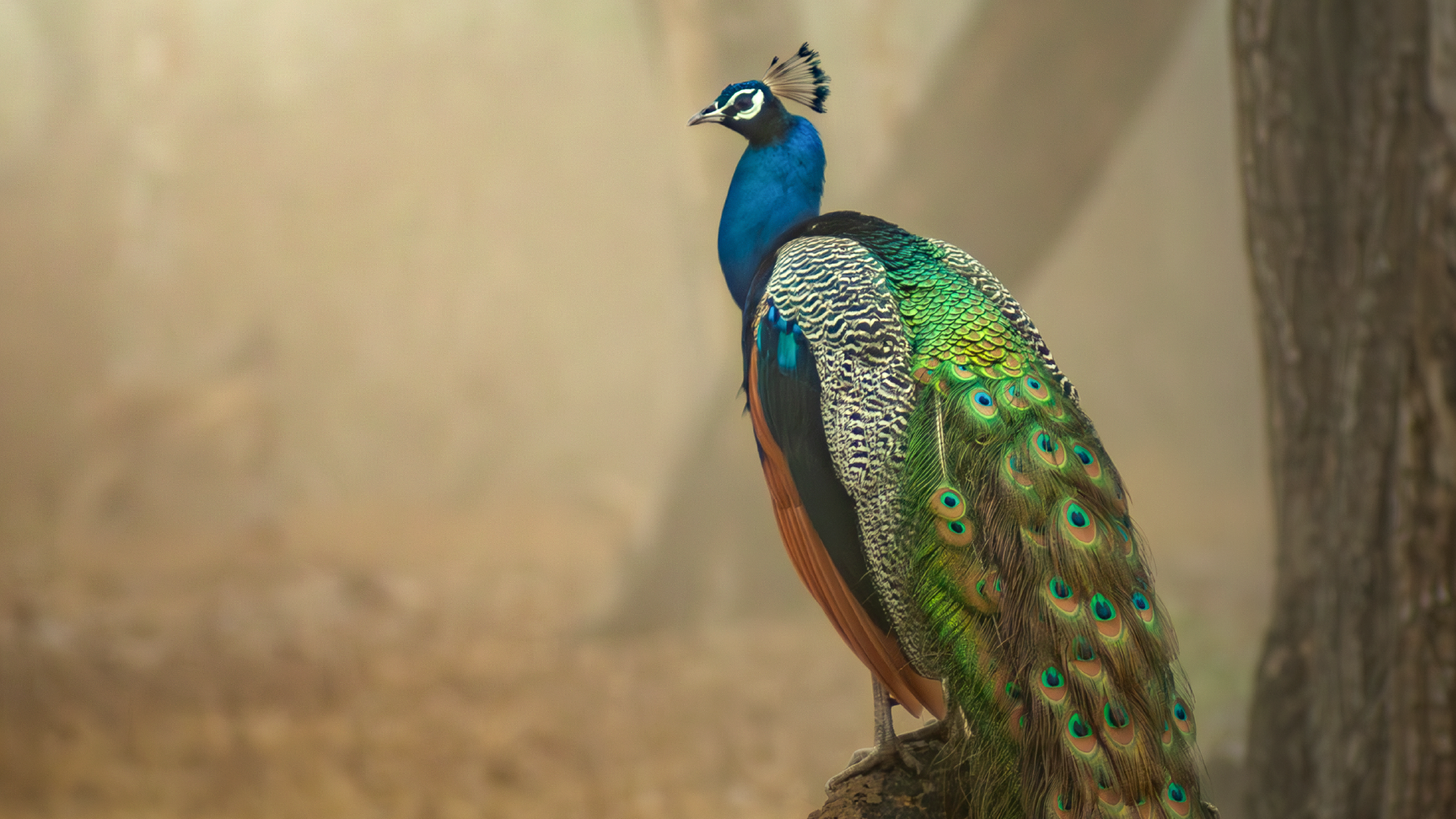 An image of peacock before applying Lens Blur
